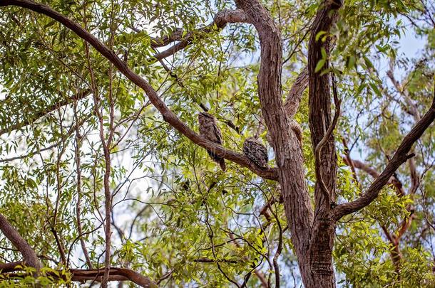 两个黄褐色的蛙嘴夜鹰猫头鹰隐蔽处在中指已提到的人树