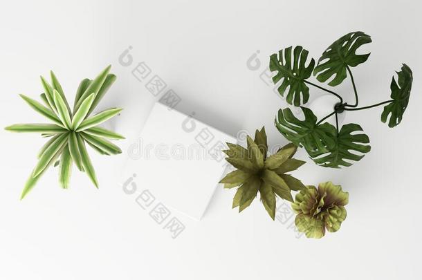 3英语字母表中的第四个字母致使顶看法关于热带的植物
