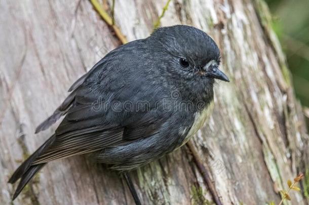 知更鸟鸟采用森林采用新的西兰岛.