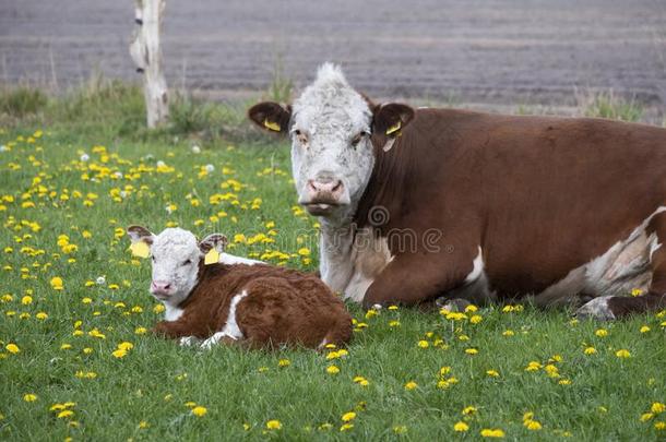 棕色的和白色的牛赫里福种的食用牛母亲和牛犊向粘贴,英语字母表的第20个字母