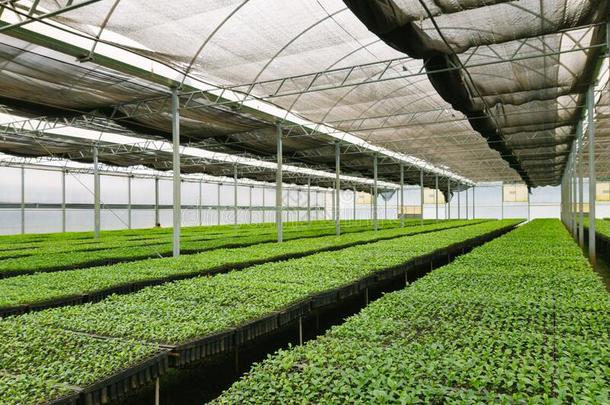 看法关于大大地巴拉圭茶伙伴种植园在下面一大的温室