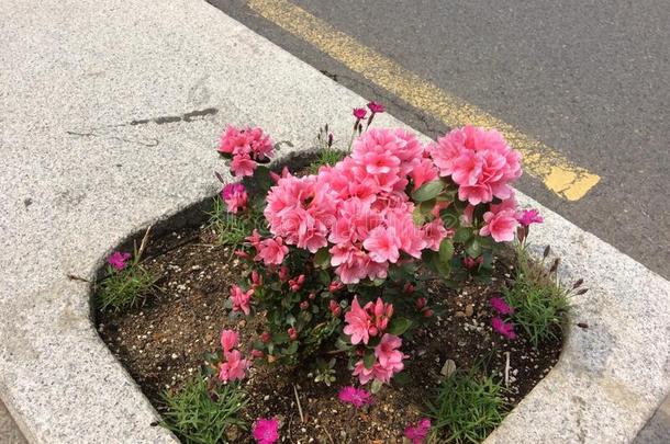杜鹃花花开花向一大街采用首尔
