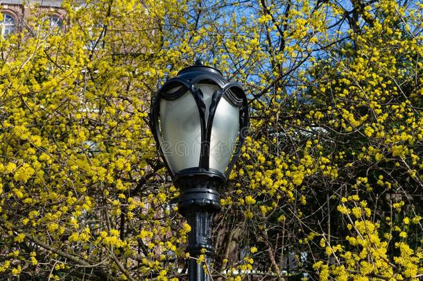 大街光在中央的公园采用新的使击球员出局城市和黄色的花