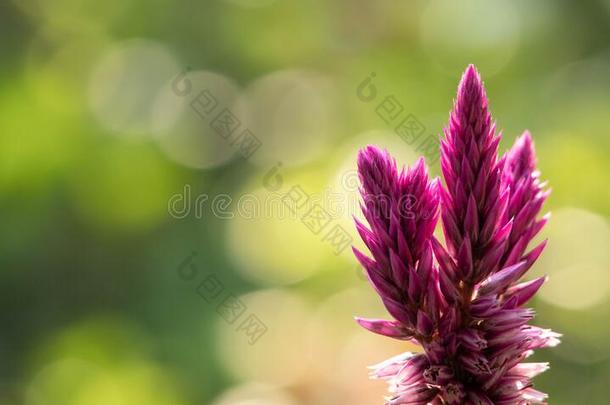 一美丽的紫色的鸡冠花青葙属的鸡冠花阿詹泰有光粘胶长丝或中国人