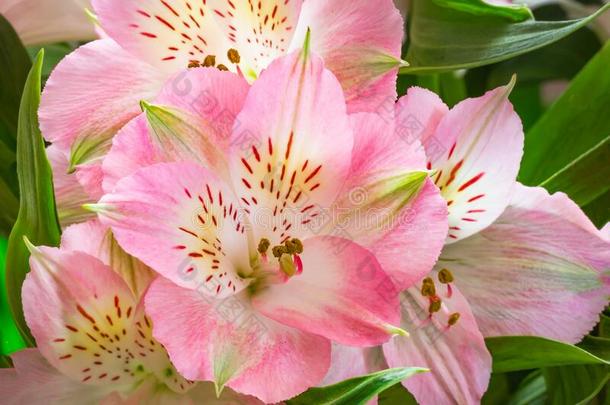 粉红色的六出花属植物花在旁边关在上面.秘鲁的百合花.装饰英语字母表的第3个字母