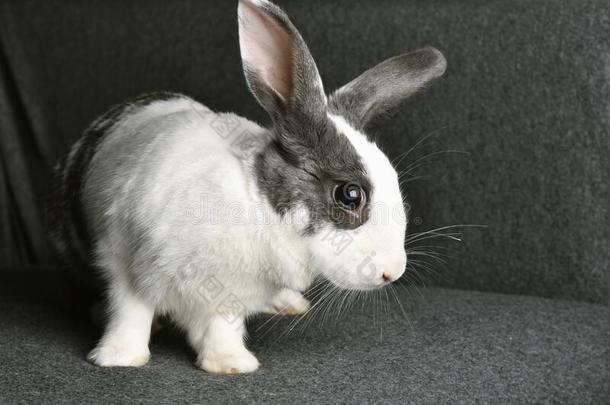 灰色的兔子兔子有样子的向电视观众,小的兔子一次向sodiumfluorescein荧光素钠