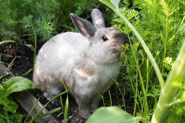 一灰色的兔子采用绿色的厨房-花园