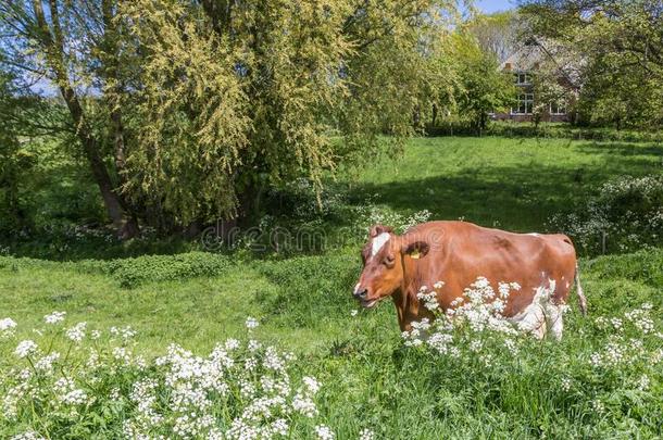 棕色的荷兰的一种乳牛<strong>奶</strong>牛<strong>吃奶</strong>牛西芹采用Gron采用gen