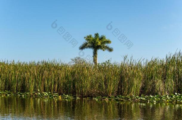 弗罗里达州潮湿的土壤,自然的风景采用Evergles国家的公园inFlorida佛罗里达国家公园的沼泽地国家的公园