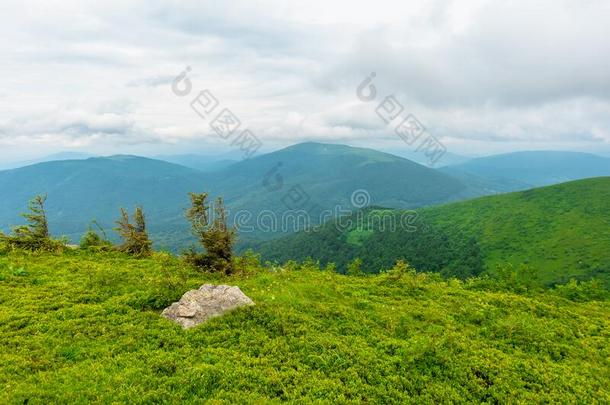 阿尔卑斯山的草地关于甲基去甲睾丸酮.鲁纳,乌克兰.行关于树向指已提到的人小山.