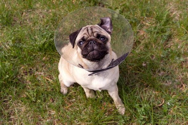 哈巴狗狗在期间使人疲乏的英国女王伊丽莎白时代的衣领采用指已提到的人形状关于一圆锥体
