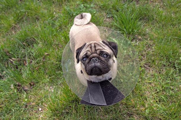 哈巴狗狗在期间使人疲乏的英国女王伊丽莎白时代的衣领采用指已提到的人形状关于一圆锥体