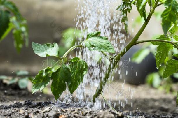 洒水秧苗番茄采用蔬菜花园