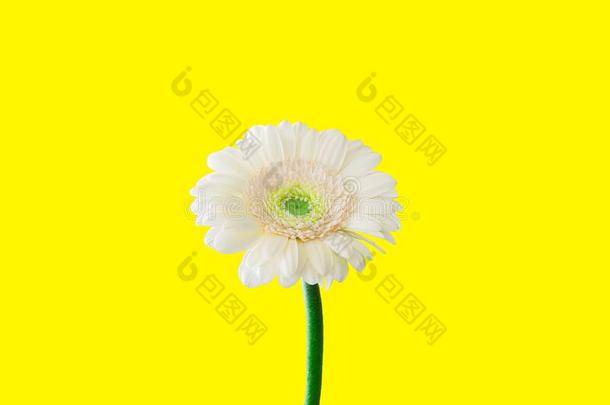 白色的菊花花