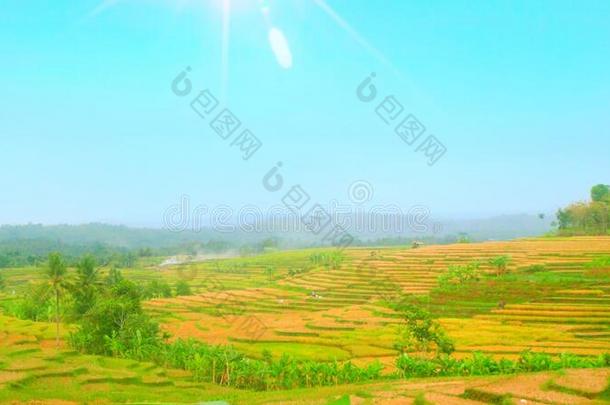 风景农田采用中央的爪哇