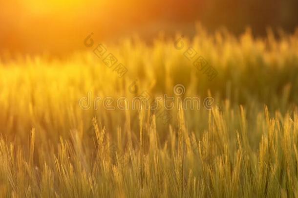 金色的谷类植物采用日落时间