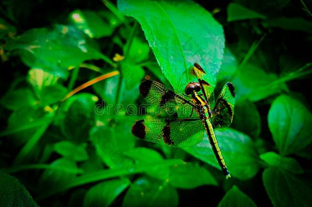 蜻蜓向绿色的叶子-comm向乡下的drag向fly关于孟加拉共和国
