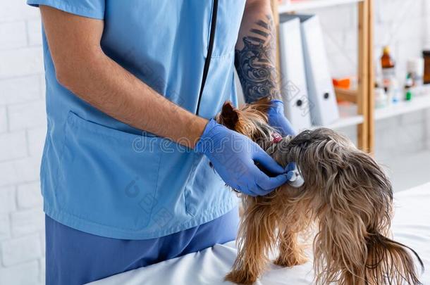 变得难以辨认的兽医和听诊器收听的向小犬`
