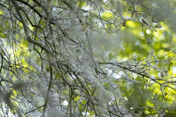 春季蜘蛛网向树