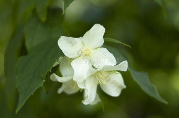 微妙的白色的花向一b一ckground关于绿色的foli一ge