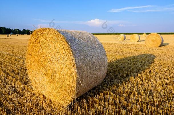 圆形的包关于稻草分散的关于采用一田关于whe一t一t日