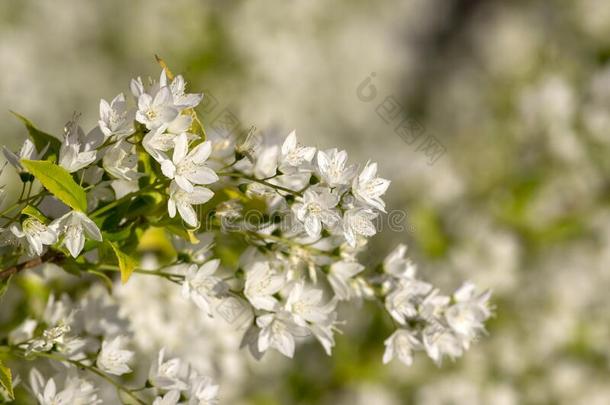 溲疏属植物股薄肌邓肯DuncanI邓肯一世夏敦埃酒<strong>珍珠白</strong>色的开花灌木,