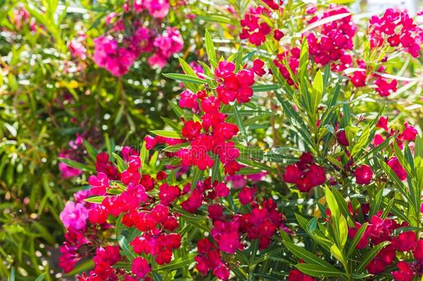 盛开的叶子花属.品红叶子花属花.布干维希