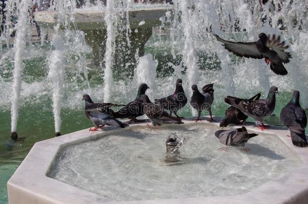 鸽子喝饮料水从大理石人造喷泉在指已提到的人城市公园