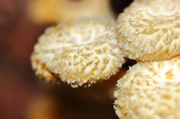 新鲜的白色的蘑菇采用森林为生的食物和新鲜的药草的采用