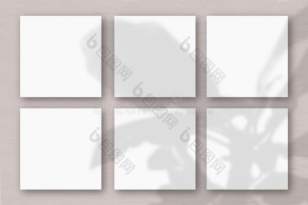 6正方形纸关于白色的织地粗糙的纸向指已提到的人粉红色的灰色的墙波黑