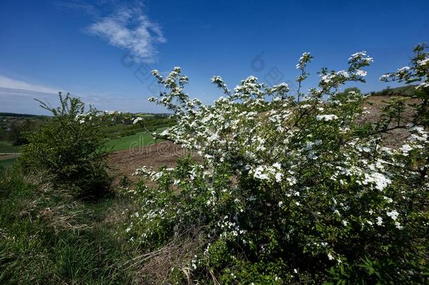 春季风景关于田和pr关于usely开花山楂布希