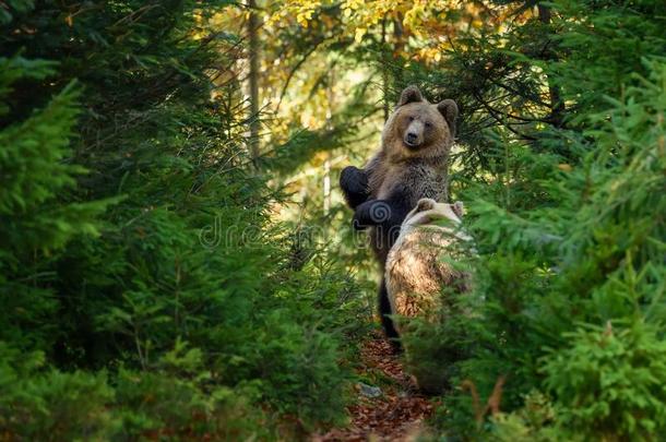 两个大的棕色的熊采用指已提到的人森林.危险的动物采用自然的int.哈