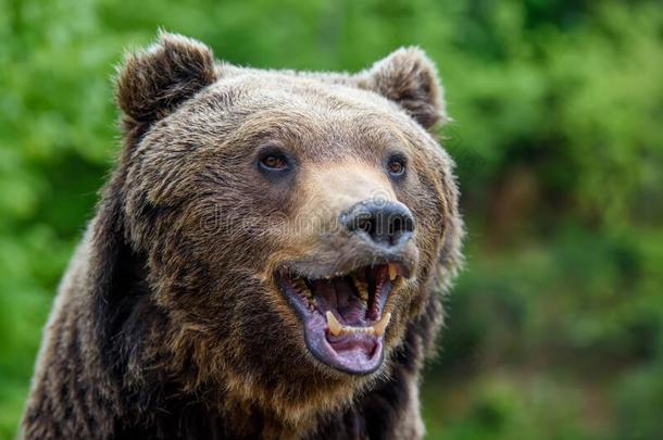 关-在上面有趣的微笑棕色的熊肖像.危险动物采用天然的
