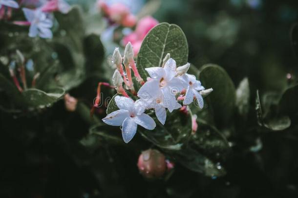 芒果打呵欠酸橙发出嘘声,水落下向树叶后的指已提到的人雨