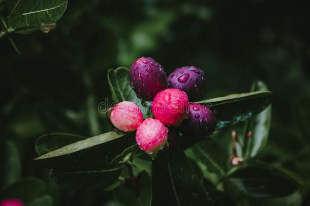 芒果打呵欠酸橙发出嘘声,水落下向树叶后的指已提到的人雨