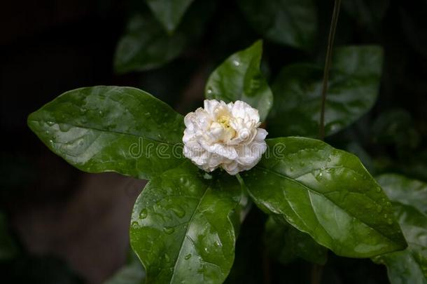 茉莉有水小滴.,水落下向树叶后的指已提到的人雨