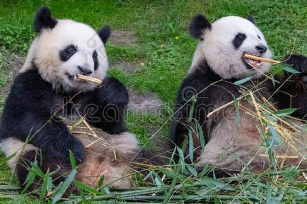 巨人熊猫,熊熊猫