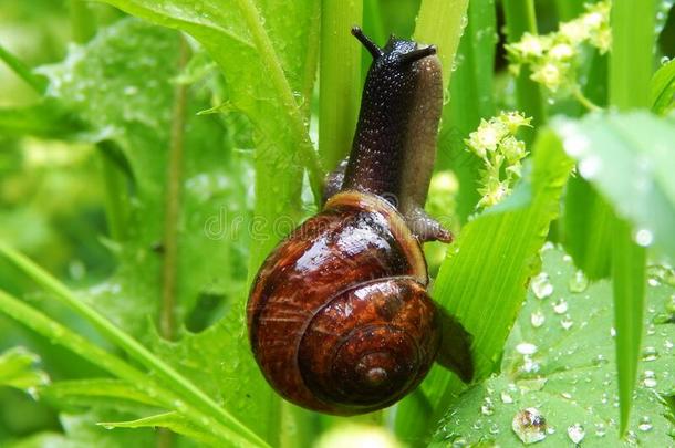 棕色的蜗牛爬向绿色的草关-在上面