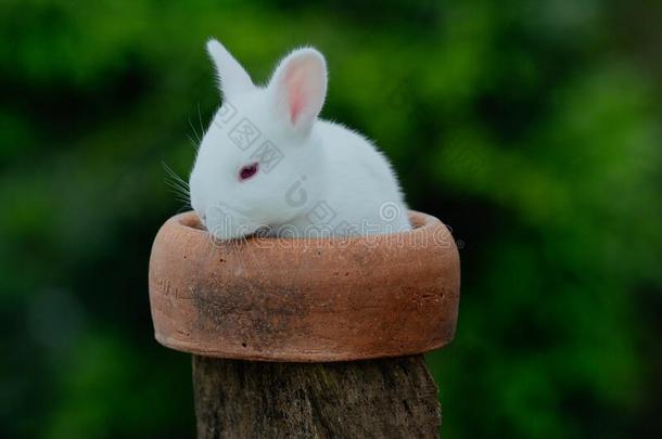 新的西兰岛兔子婴儿,新的西兰岛小的兔子,兔子采用int.哈