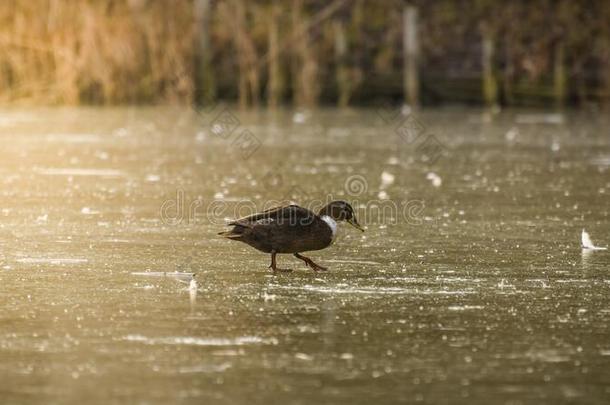 一孤单的野鸭鸭子步态向指已提到的人岸关于一冷冻的池塘