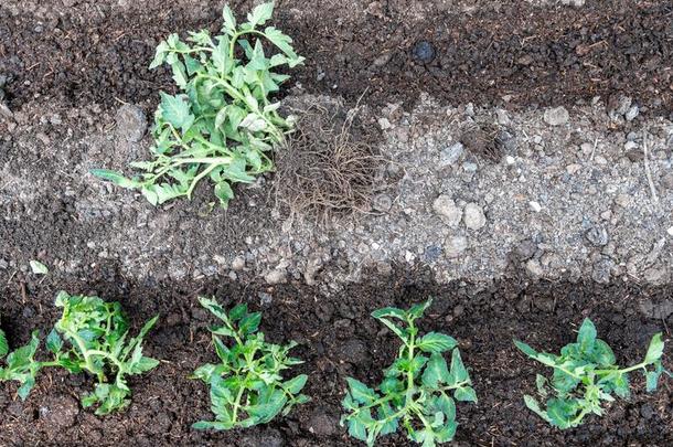 绿色的刚出芽的幼苗番茄植物生长采用夏采用花园向garden花园