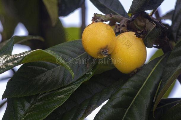 枇杷烧成成果特写镜头,物种枇杷属日本产植物,守护神