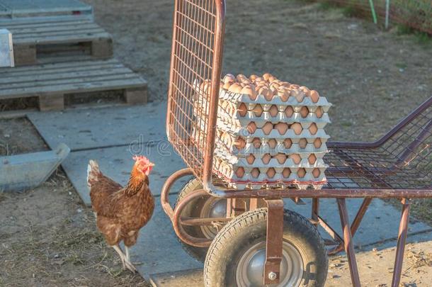 单一的鸡而且范围关于棕色的新鲜的卵在农场