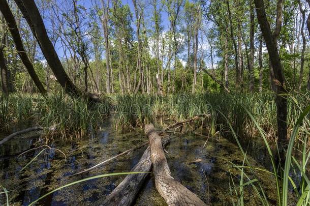 沼泽的沼泽采用指已提到的人森林在近处指已提到的人村民oil-coolingsystemassembly油冷却系统装配线,匈牙利