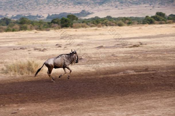 羚羊的一种跑步向指已提到的人银行关于巴塔哥尼亚野兔河,马赛人巴塔哥尼亚野兔