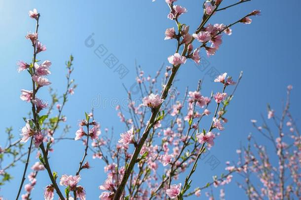 春季粉红色的花盛开的<strong>桃子树</strong>向明亮的蓝色天后面