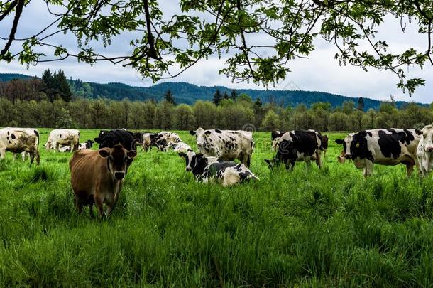 一风景看法关于母牛在牧草地.碳<strong>脚印</strong>.
