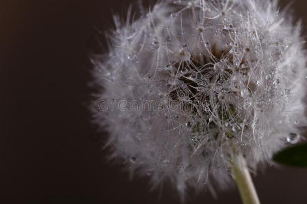 野生的蒲公英花