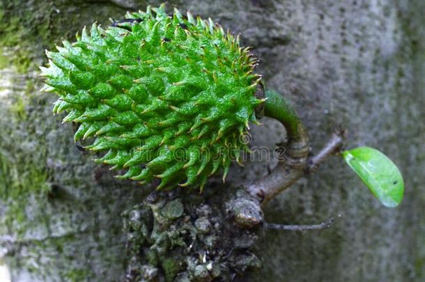 红豆草,多刺的蛋奶糊苹果.番荔枝属村田英语字母表的第12个字母.