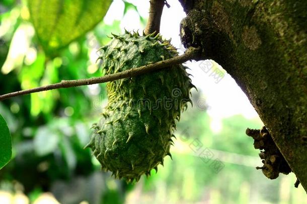 红豆草,多刺的蛋奶糊苹果.番荔枝属村田英语字母表的第12个字母.